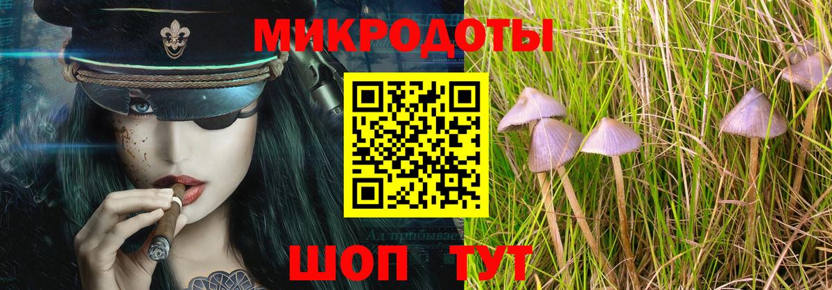 Псилоцибиновые грибы Psilocybe Тобольск